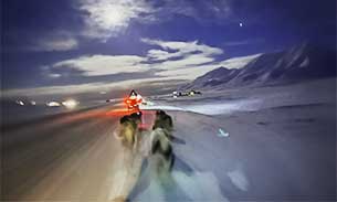 Husky riding on snow at night.