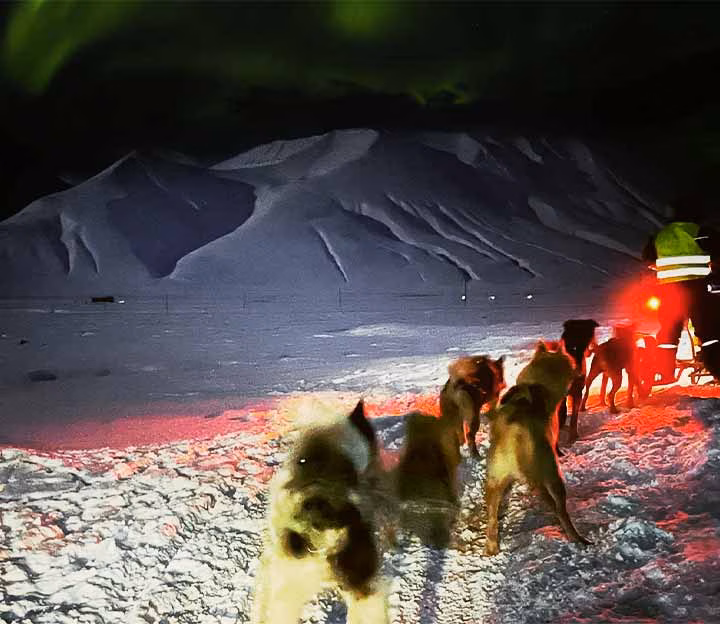 Husky ride under the northern lights