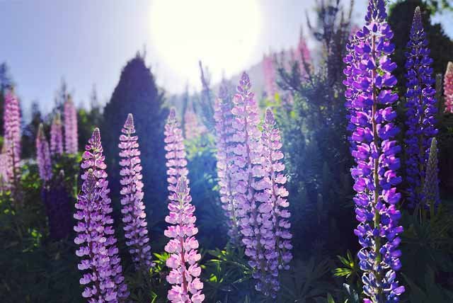 Purple flowers in sunshine