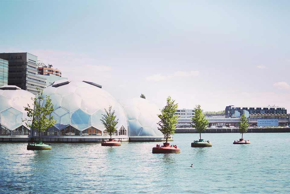 Floating trees on Rotterdam harbour