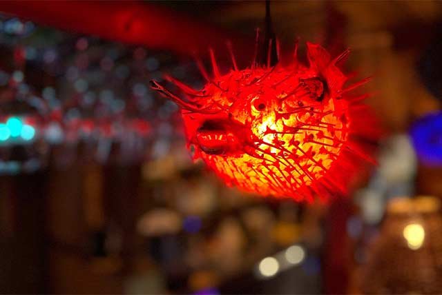 Illuminated puffer fish in a bar
